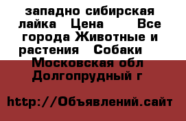 западно сибирская лайка › Цена ­ 0 - Все города Животные и растения » Собаки   . Московская обл.,Долгопрудный г.